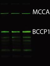 Application of Cadaverine to Inhibit Biotin Biosynthesis in Plants