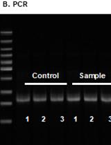 An Improved EMSA-based Method to Prioritize Candidate cis-REs for Further Functional Validation