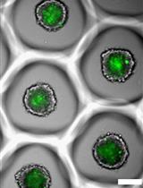 High Throughput Blood-brain Barrier Organoid Generation and Assessment of Receptor-Mediated Antibody Transcytosis