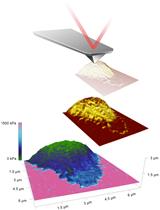 Characterization of the Elasticity of CD4+ T Cells: An Approach Based on Peak Force Quantitative Nanomechanical Mapping