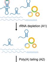 circFL-seq, A Full-length circRNA Sequencing Method