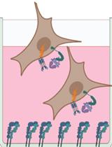 Measurement of Cell Intrinsic TGF-β Activation Mediated by the Integrin αvβ8