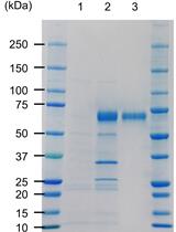Apoplastic Expression of CARD1-ecto Domain in Nicotiana benthamiana and Purification from the Apoplastic Fluids