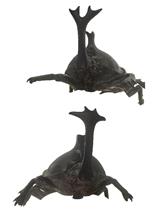 RNA Interference Method for Gene Function Analysis in the Japanese Rhinoceros Beetle <em>Trypoxylus dichotomus</em>