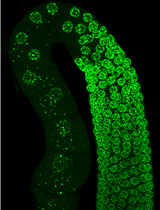 Visualization and Purification of <em>Caenorhabditis elegans</em> Germ Granule Proteins Using Proximity Labeling