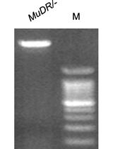 一种基于分子克隆和Sanger测序的位点特异性DNA甲基化检测方案  