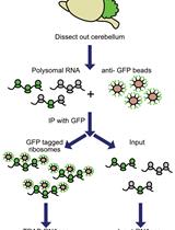 小鼠脑裂解物中细胞类型特异性 mRNA 的核糖体翻译亲和纯化 (TRAP)