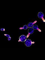 Quantitative Analysis of Actin Cable Length in Yeast