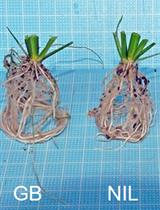 幼苗和成熟水稻植物土壤表面根的量化