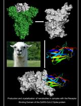 Production and Crystallization of Nanobodies in Complex with the Receptor Binding Domain of the SARS-CoV-2 Spike Protein