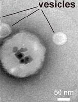 Immunoisolation of Endosomal Recycling Vesicles from Saccharomyces cerevisiae