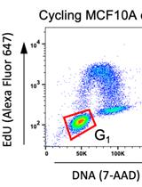 一种基于流式细胞术的分析 G0和G1期哺乳动物细胞中 DNA 末端切除的方法