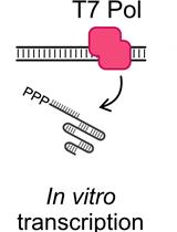 Preparation of Cas9 Ribonucleoproteins for Genome Editing