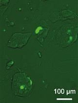 用于生殖系传递的基于 CRISPR-Cas9 的小鼠胚胎干细胞中优化的复杂基因靶向策略