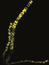 Flow Cytometry-based Measurement of Reactive Oxygen Species in Cyanobacteria