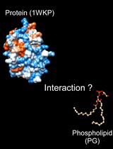 In vitro Assays to Evaluate Specificity and Affinity in Protein-phospholipid Interactions