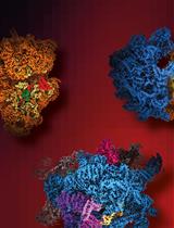 Purification of Mitochondrial Ribosomal Complexes from Trypanosoma cruzi and Leishmania tarentolae for Cryo-EM Analysis
