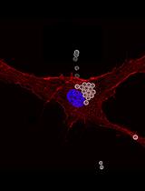 Immunomagnetic Isolation and Enrichment of Microvascular Endothelial Cells from Human Adipose Tissue