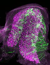 Vestibular Organ Dissection and Whole-Mount Immunolabeling in Mouse