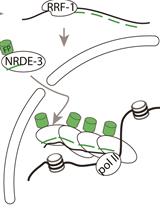 用Argonaute NRDE-3标记活性转录位点—图像秀丽隐杆线虫体内的活性转录位点