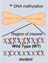利用Southern杂交技术研究植物中转座子DNA甲基化和拷贝数变异的情况