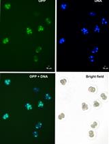 Click-iT® Plus OPP Alexa Fluor® Protein Synthesis Assay in Embryonic Cells