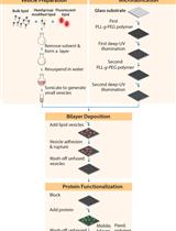 Patterned Substrate of Mobile and Immobile Ligands to Probe EphA2 Receptor Clustering