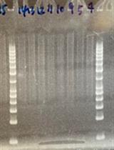 A Modified Fluctuation Assay with a <i>CAN1</i> Reporter in Yeast