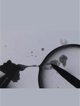 高效的超排卵和小鼠卵子收集