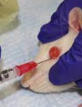 Assessing the Presence of Hematopoietic Stem and Progenitor Cells in Mouse Spleen