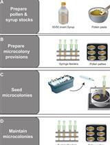 Protocol for Initiating and Monitoring Bumble Bee Microcolonies with Bombus impatiens (Hymenoptera: Apidae)