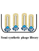 Protocol for High Throughput Screening of Antibody Phage Libraries