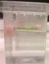 铝胁迫下植物样品氧化还原池(NAD<sup>+</sup>， NADH含量)的定量分析 
