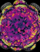 Quantitative Live Confocal Imaging in Aquilegia Floral Meristems