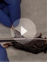 小家鼠单一肌纤维的ATAC-Seq