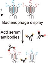 VirScan: High-throughput Profiling of Antiviral Antibody Epitopes 
