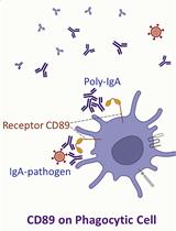 Serological Measurement of Poly-IgA Immune Complex Levels in IgA Nephropathy and IgA Vasculitis