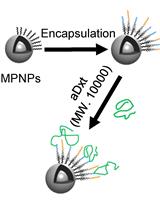 A Robust Nanoparticle-based Magnetic Separation Method for Intact Lysosomes
