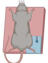 Experimental Models for Cold Exposure of Muscle in vitro and in vivo