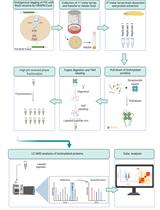 利用CRISPR/Cas9 策略和基于BioID的邻近标记研究果蝇幼虫大脑内源性蛋白相互作用体的体内特性 