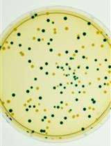 基于β-葡萄糖醛酸酶 (GUS) 的细菌竞争测定以评估植物感染期间适应性的细微差异