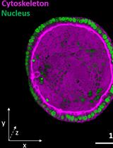 Fluorescence Imaging of 3D Cell Models with Subcellular Resolution