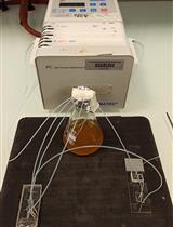 A Microfluidic Platform for Tracking Individual Cell Dynamics during an Unperturbed Nutrients Exhaustion