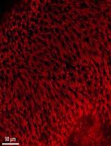 Maximizing the Rod Outer Segment Yield in Retinas Extracted from Cattle Eyes