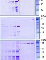 使用微尺度热泳 (MST) 对噬菌体 Mu DNA 修饰蛋白Mom的结合亲和力定量