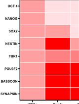 Gene Expression Analysis in Stem Cell-derived Cortical Neuronal Cultures Using Multi-well SYBR Green Quantitative PCR Arrays 