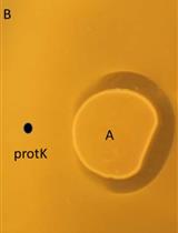 Genome-assisted Identification, Purification, and Characterization of Bacteriocins