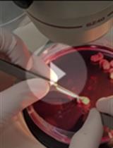 A Step-by-step Protocol for Obtaining Mature Microglia from Mice