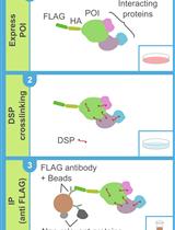 DSP-crosslinking and Immunoprecipitation to Isolate Weak Protein Complex