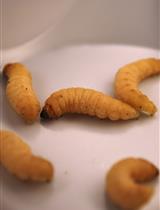 Cryptococcus neoformans Virulence Assay Using a Galleria mellonella Larvae Model System